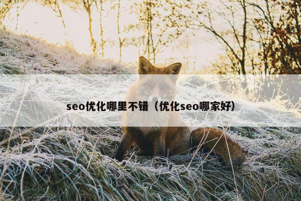 seo优化哪里不错（优化seo哪家好）