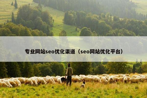 专业网站seo优化渠道（seo网站优化平台）